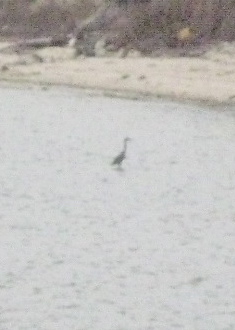 Birds!